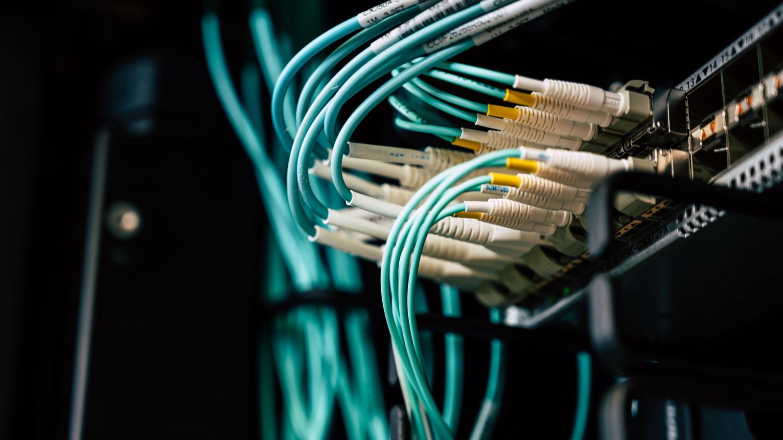 A close view of network cables connected to a server